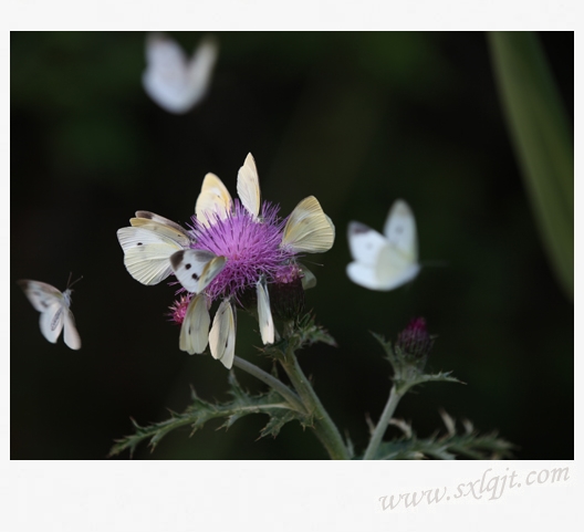 ������Ե-�ٷ���վ - ��ҳ